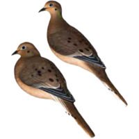AvianX AXP Full Body Dove Decoys 6 pk.