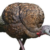 Avian X AVXAVX8007 LCD Feeder Hen Turkey Species Multi Color Dura-Rubber