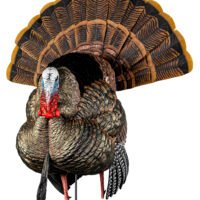 Avian X AVXAVX8108 HDR Strutter Turkey Species Multi Color