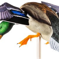 Avian X AVXAVXDP101 PowerFlight  Mallard Spinning Wing Duck Decoy Multi-Color Dual Mode Remote
