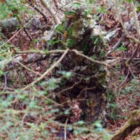 TITAN LEAFY SUIT MOSSY OAK - OBSESSION NWTF S/M PANTS/TOP