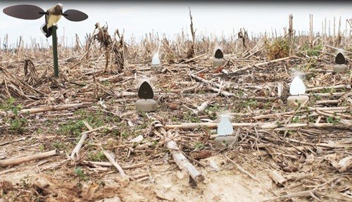 MOJO DOVE A FLICKER (4 PACK) - Image 2