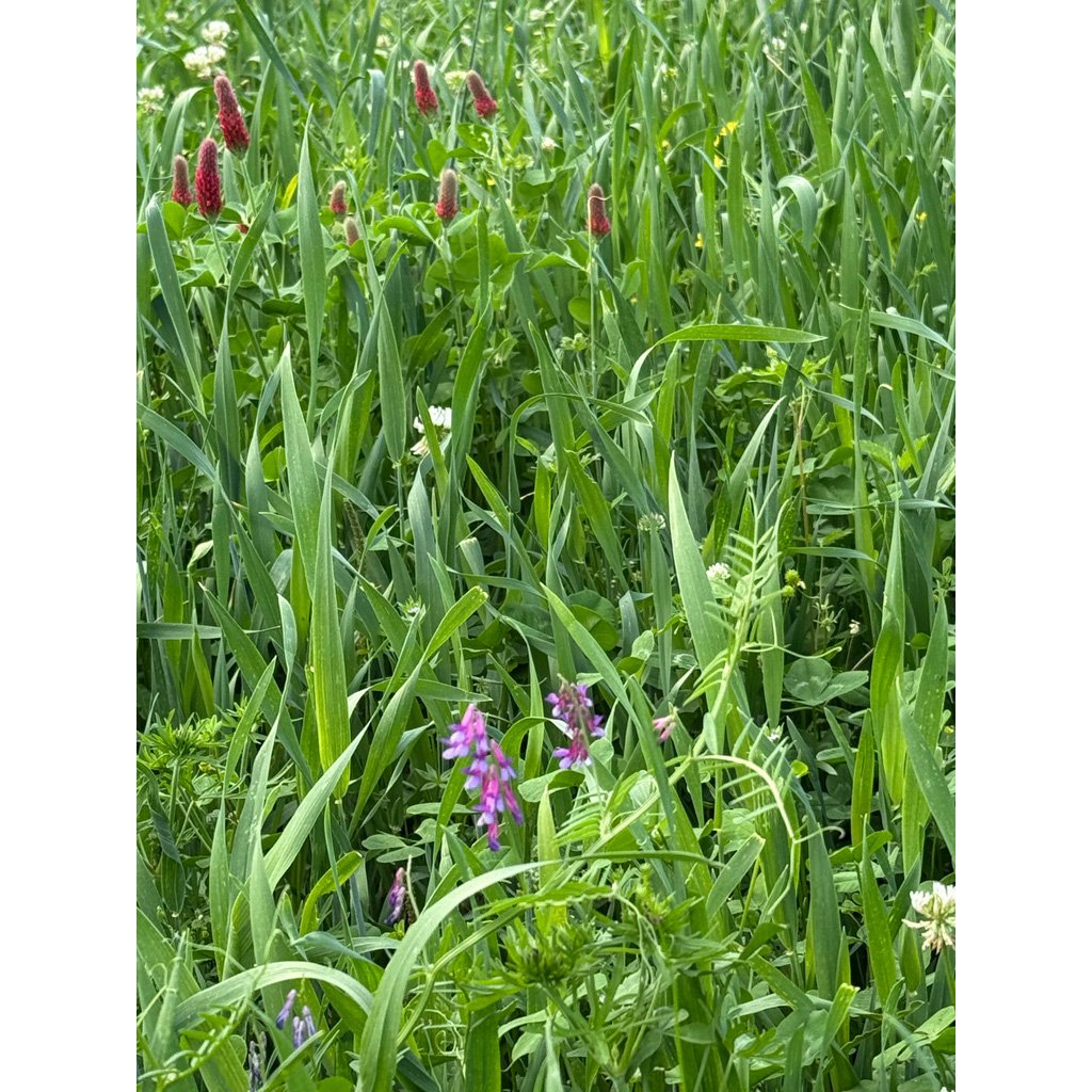 Whitetail Institute Grunt n Gobble 10 lb.