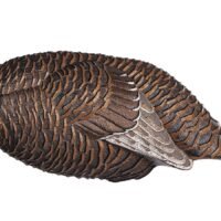 FLEXTONE FLX-FLXDY331 THUNDER CHICK BREEDER